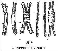 四季桂花的养植_四季桂桂花养殖技术_四季桂花怎样养才枝繁叶茂