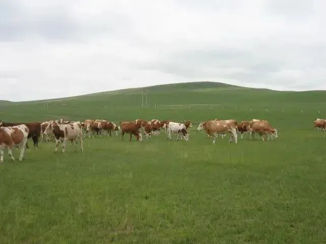 养殖肉牛技术要点_养殖肉牛关键技术有哪些_肉牛养殖的关键技术