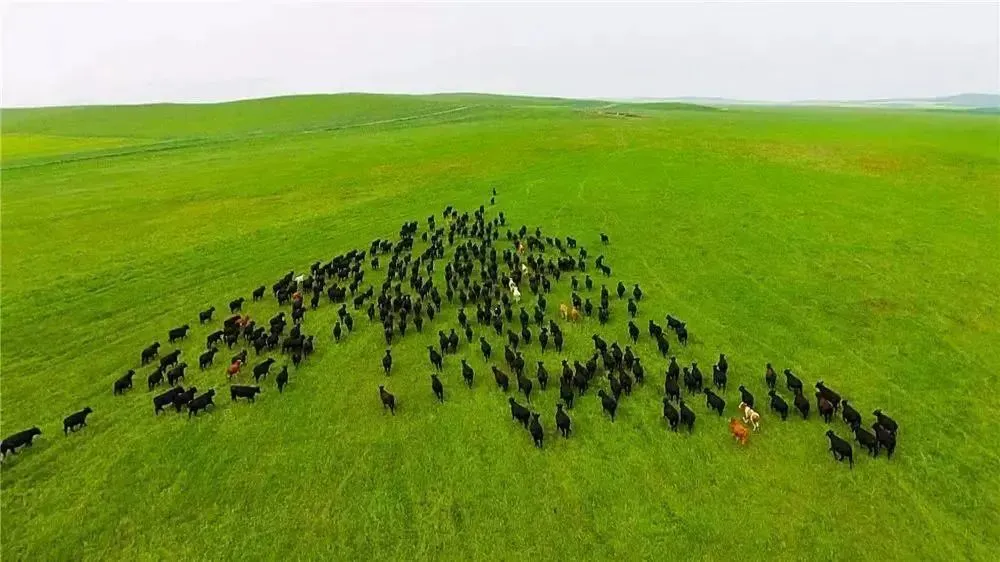 养殖肉牛关键技术有哪些_肉牛养殖的关键技术_养殖肉牛技术要点