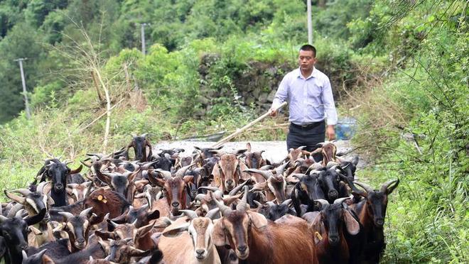 习水农商银行：“羊链贷”带领群众走上致富路