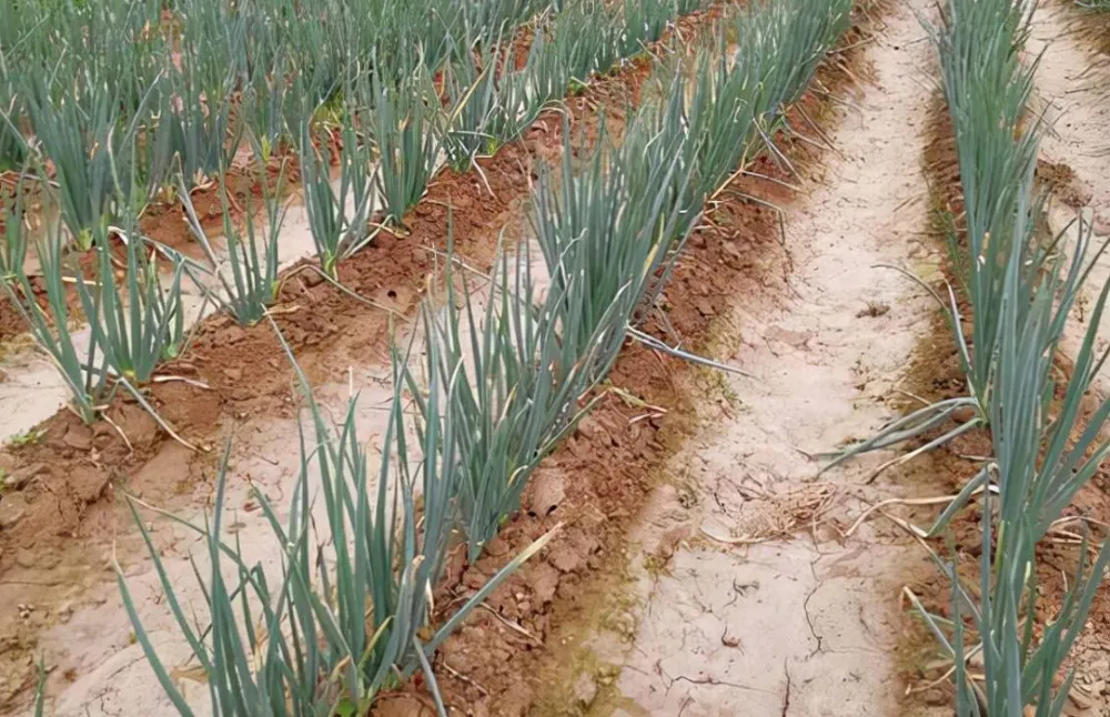 最先进大葱种植技术_先进大葱种植技术有哪些_先进的大葱种植