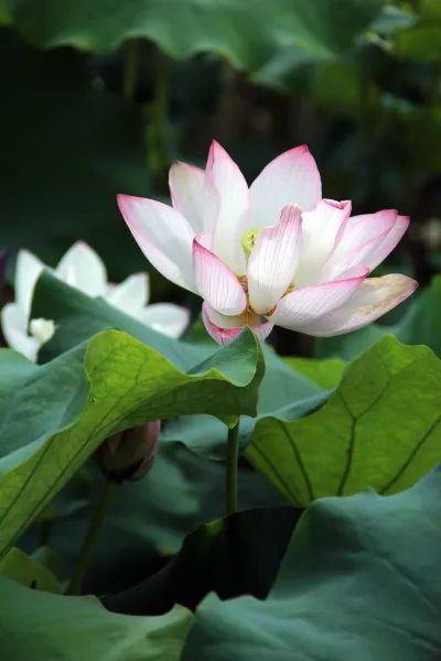 鸡冠怎么种植_种植鸡冠花效益怎么样_鸡冠山种植致富