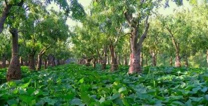 种植大枣致富_种植大枣利润怎么样_致富大枣种植技术视频