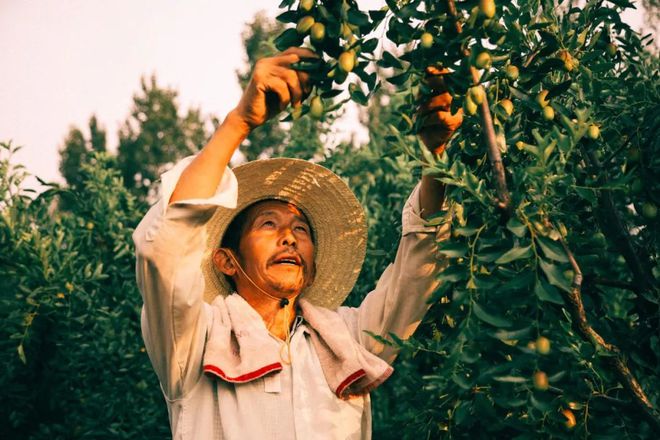 致富大枣种植技术视频_种植大枣利润怎么样_种植大枣致富