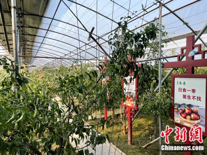 致富之路大全_冬枣种植致富之路下载_cctv2致富之路