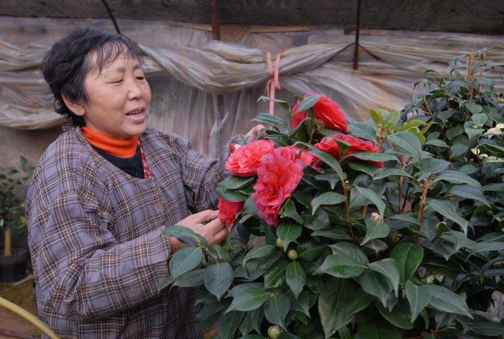 致富苗木种植条件_苗木种植致富_种植致富案例