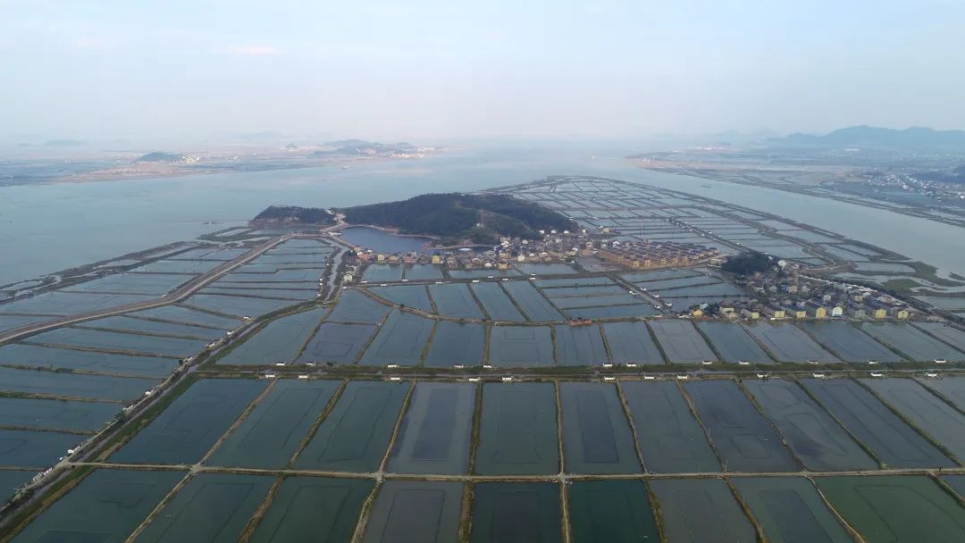 海水虾的养殖技术_海水养殖的大虾_海水养虾技术高手