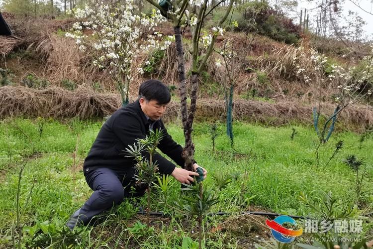 种植致富案例_致富苗木种植方法_苗木种植致富