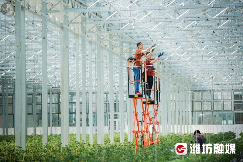 高新蔬菜种植技术与管理_高新蔬菜种植技术有哪些_高新蔬菜种植技术