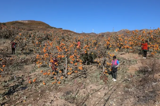 致富大枣种植方法_种植大枣致富_致富大枣种植技术视频