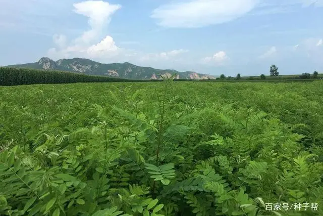 毛豆种植时间和技术_毛豆种植时间及技术要点_种植毛豆技术时间多长