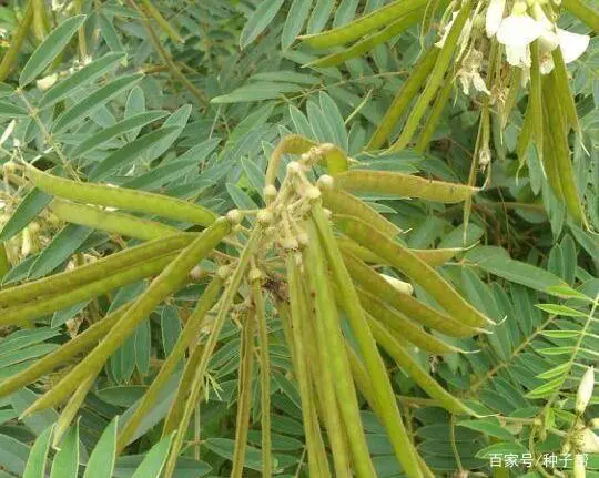 毛豆种植时间和技术_种植毛豆技术时间多长_毛豆种植时间及技术要点