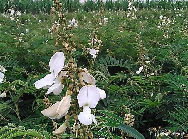 毛豆种植时间和技术_毛豆种植时间及技术要点_种植毛豆技术时间多长