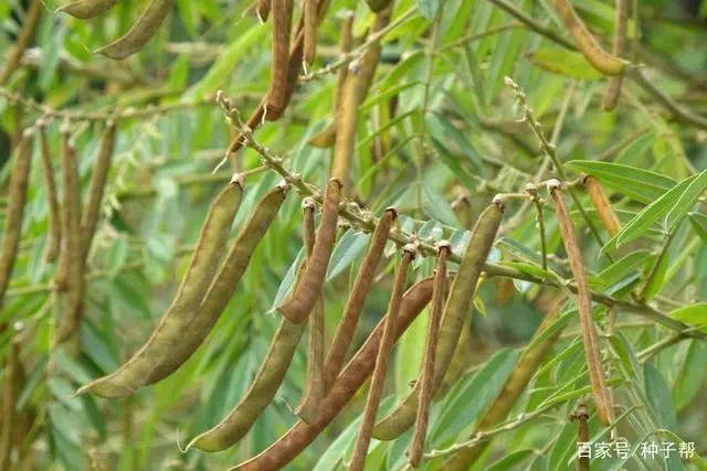 毛豆种植时间及技术要点_种植毛豆技术时间多长_毛豆种植时间和技术