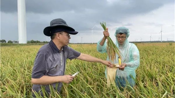 致富经2020甜玉米_致富经花样玉米里外卖_致富经玉米种植