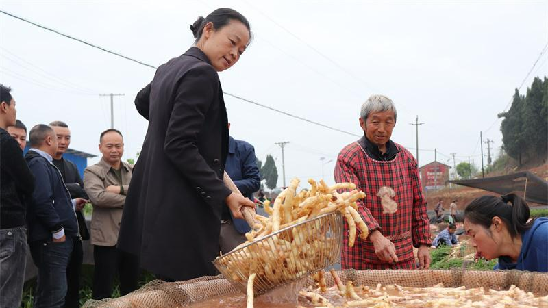 种植生姜的技术视频_生姜种植视频播放_视频生姜种植技术大全