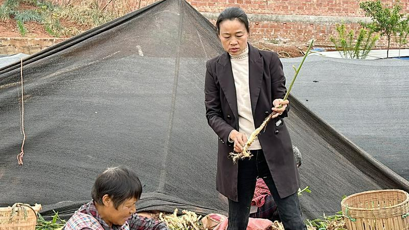 生姜种植视频播放_视频生姜种植技术大全_种植生姜的技术视频