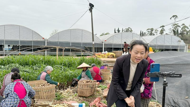 生姜种植视频播放_种植生姜的技术视频_视频生姜种植技术大全