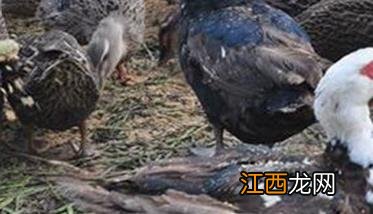 养殖番鸭需要注意什么 夏季番鸭饲养管理要点