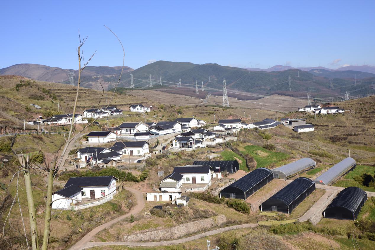 羊肚菌四川基地_四川羊肚菌种植合作社在哪里_致富经四川羊肚菌地址