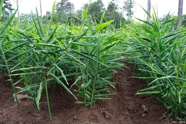 生姜种植技术视频播放_种植生姜的技术视频_生姜种植视频播放