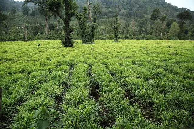 种植生姜的技术视频_生姜种植技术视频播放_生姜种植视频播放