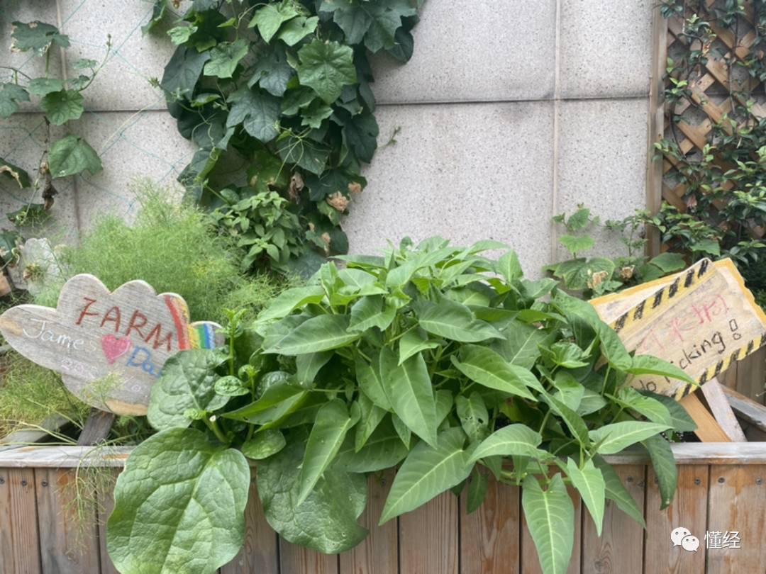 大棚种植果姑娘技术要求高吗_大棚种植姑娘果如何管理_姑娘果大棚种植技术