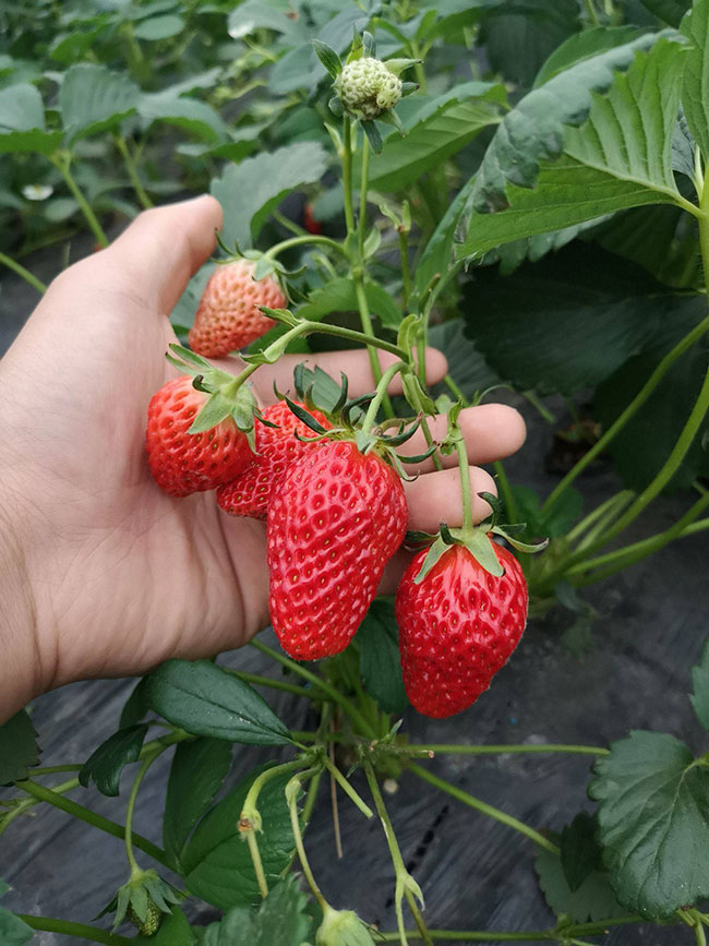 草莓什么时候种植最好?草莓最佳种植时间