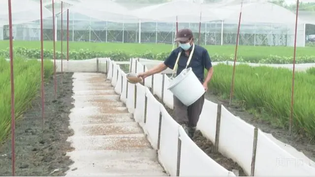 致富经水蛭养殖_致富经养水蛭那期_生财有道水蛭养殖视频