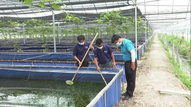 生财有道水蛭养殖视频_致富经水蛭养殖_致富经养水蛭那期