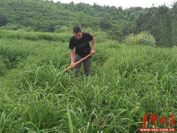 致富养殖水牛人视频_养殖水牛致富人_致富养殖水牛人怎么样