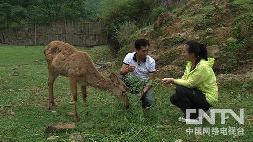 三农致富经蟾蜍_三农致富经蟾蜍_三农致富经蟾蜍