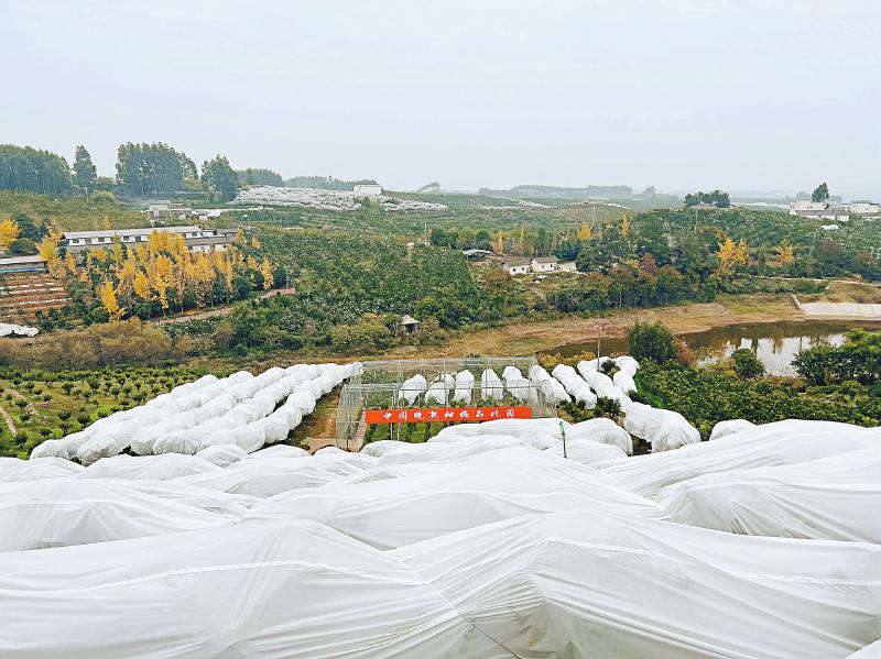 致富柑橘种植果园图片_致富柑橘种植果园视频_柑橘致富果种植