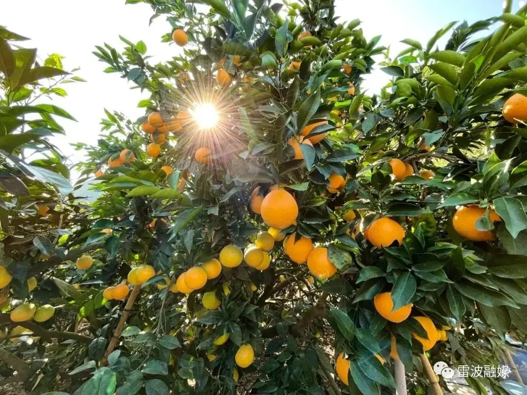 柑橘致富果种植_致富柑橘种植果园图片_种植柑橘赚钱吗