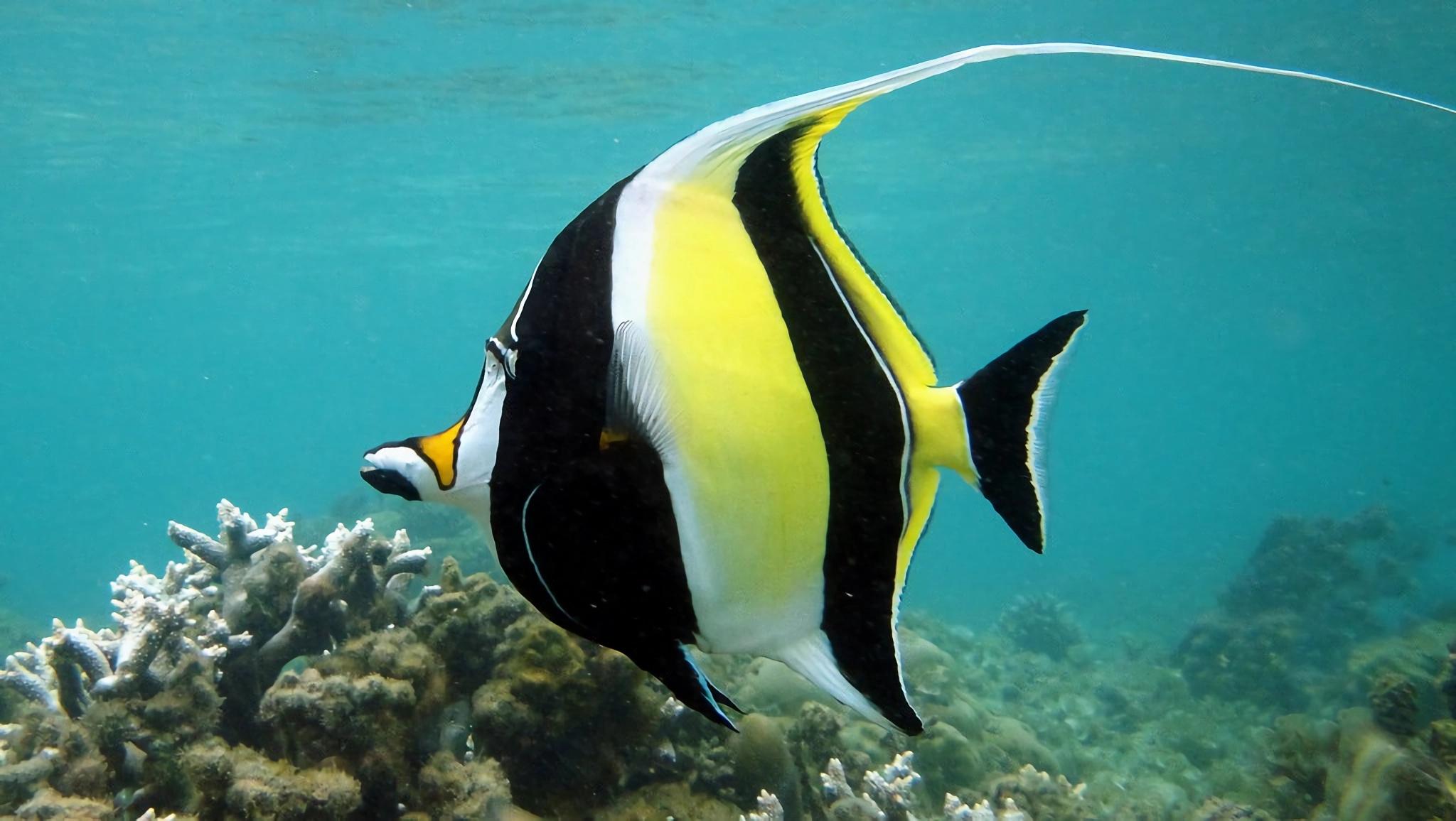 镰鱼（Moorish Idol）