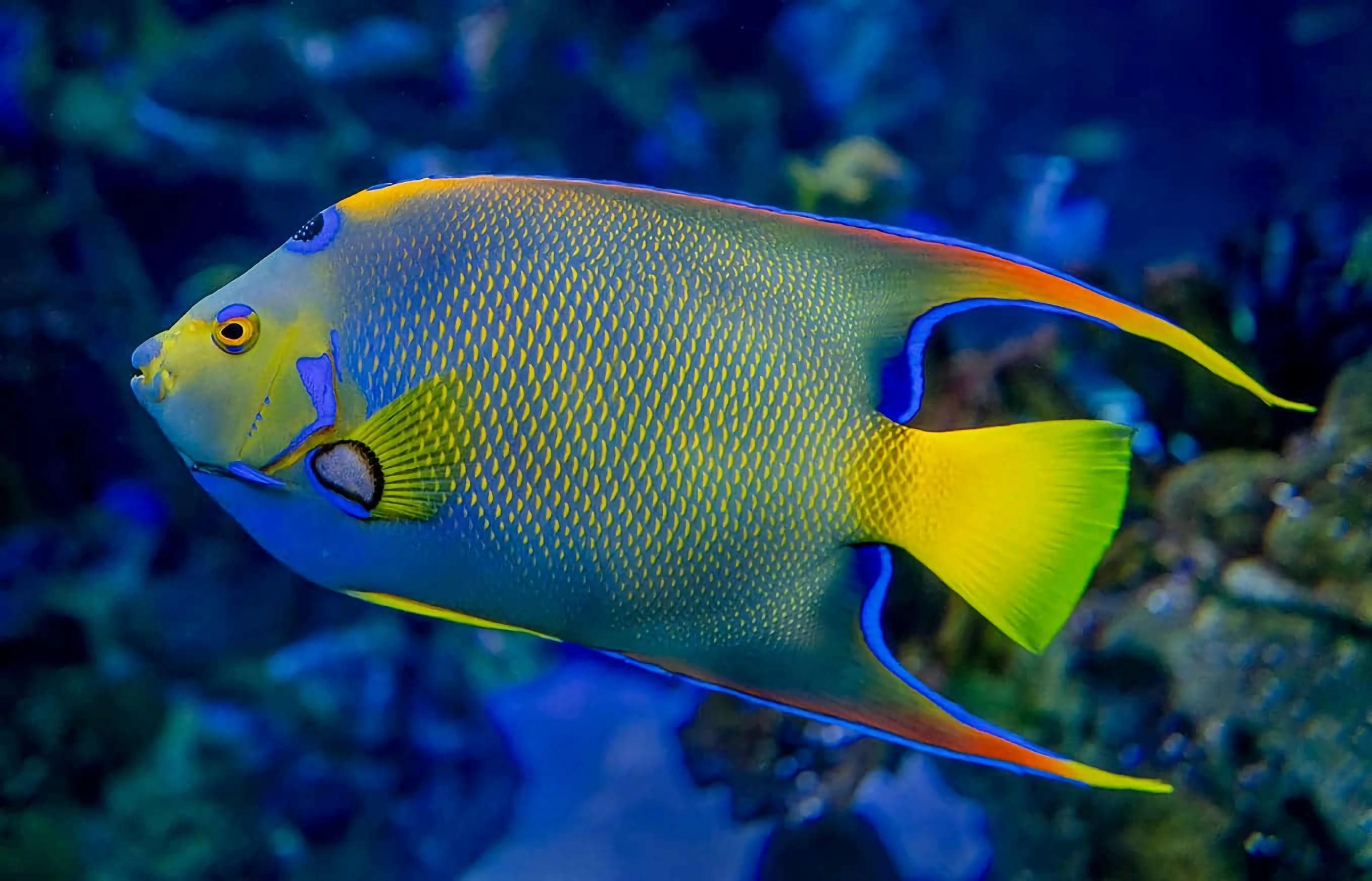 额斑刺蝶鱼（Queen Angelfish）