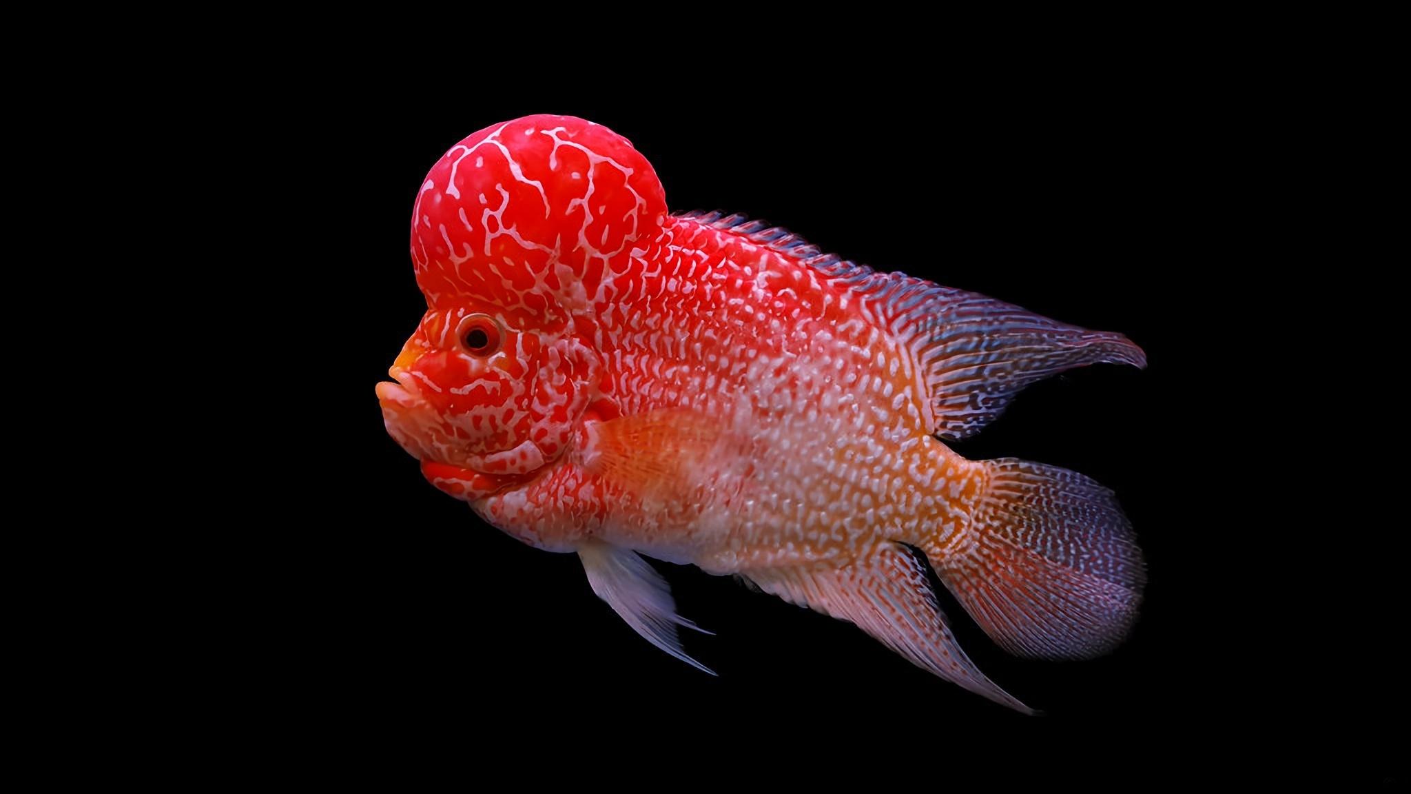 罗汉鱼（Flowerhorn Cichlid）