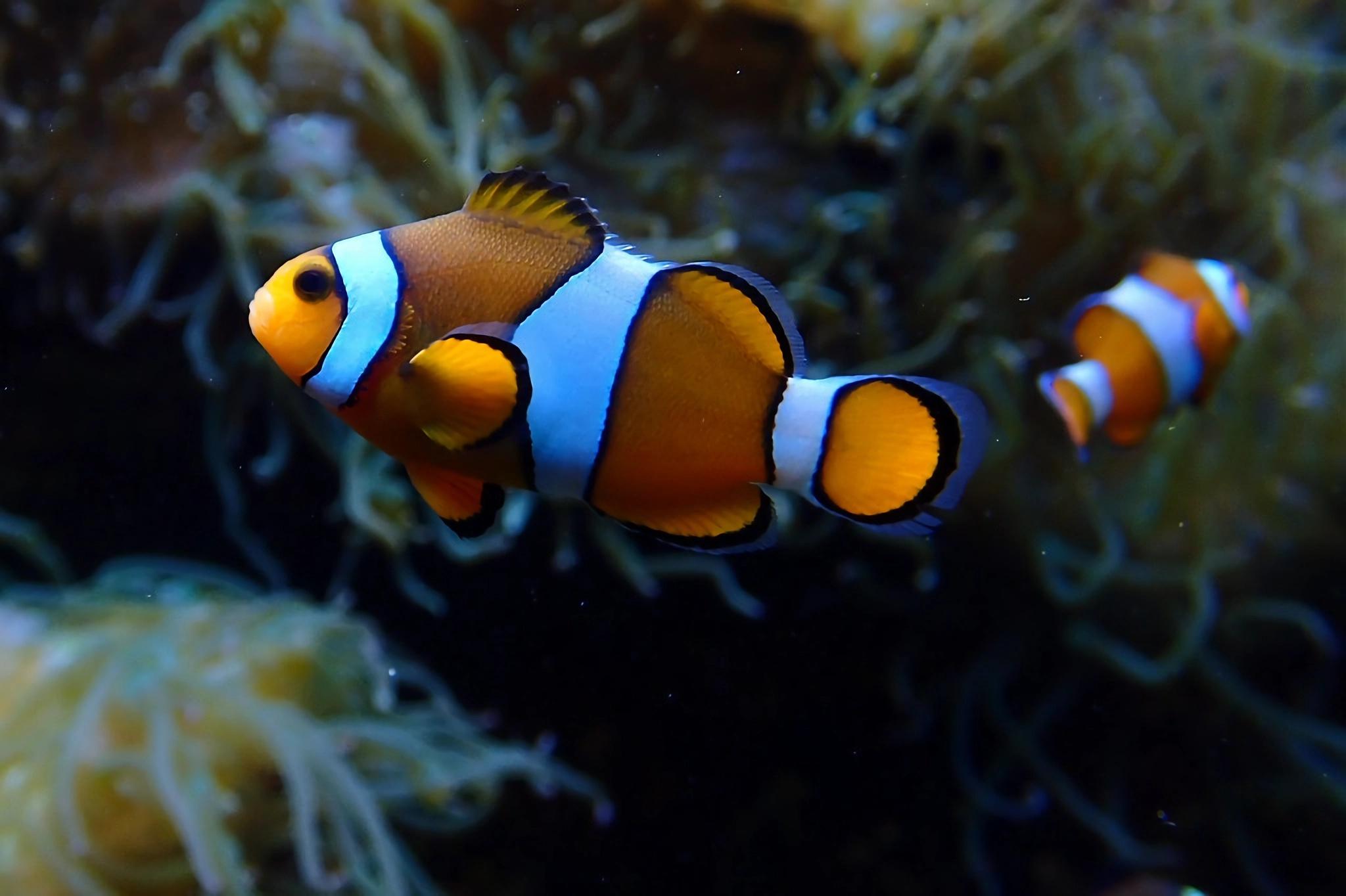 小丑鱼（Clownfish）