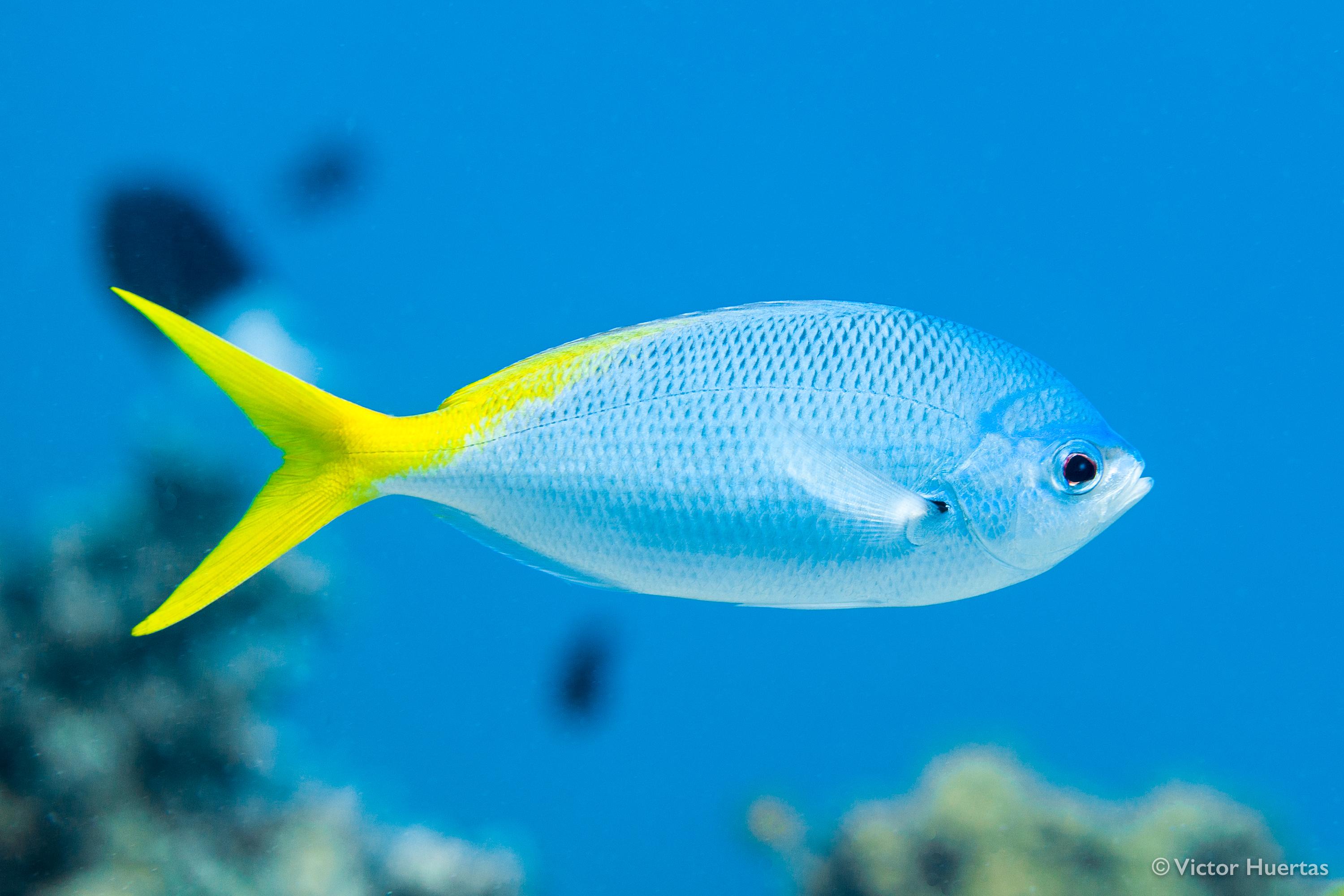 黄梅鲷（Redbelly Yellowtail Fusilier）