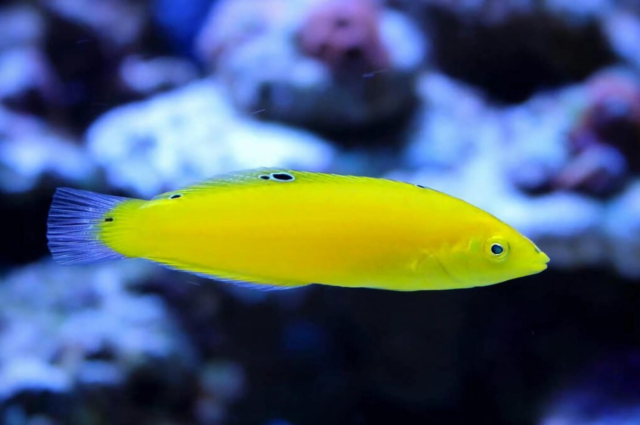 金色海猪鱼（Yellow Wrasse）