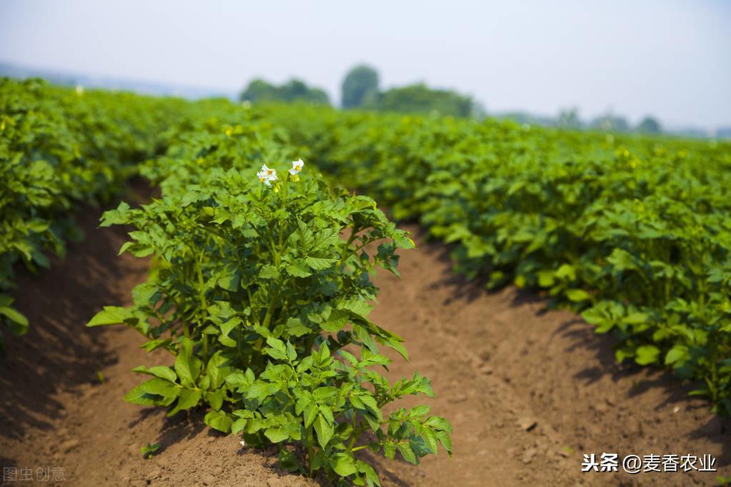 土豆在山东一年种几季_山东土豆种植技术与管理_山东夏季土豆种植技术