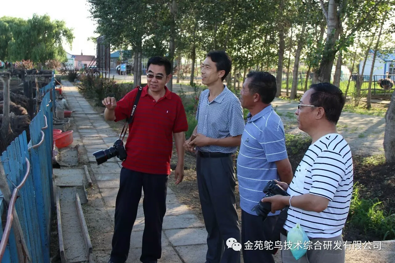 养殖鸵鸟的销路_钟祥市养殖鸵鸟致富案例_致富经鸵鸟养殖场的视频