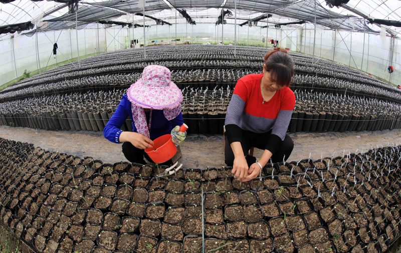 脱贫致富种植报道稿件_脱贫致富种植报道怎么写_脱贫种植致富报道