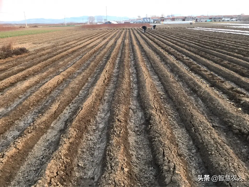 土豆山东什么时候种最合适_山东夏季土豆种植技术_山东土豆种植季节