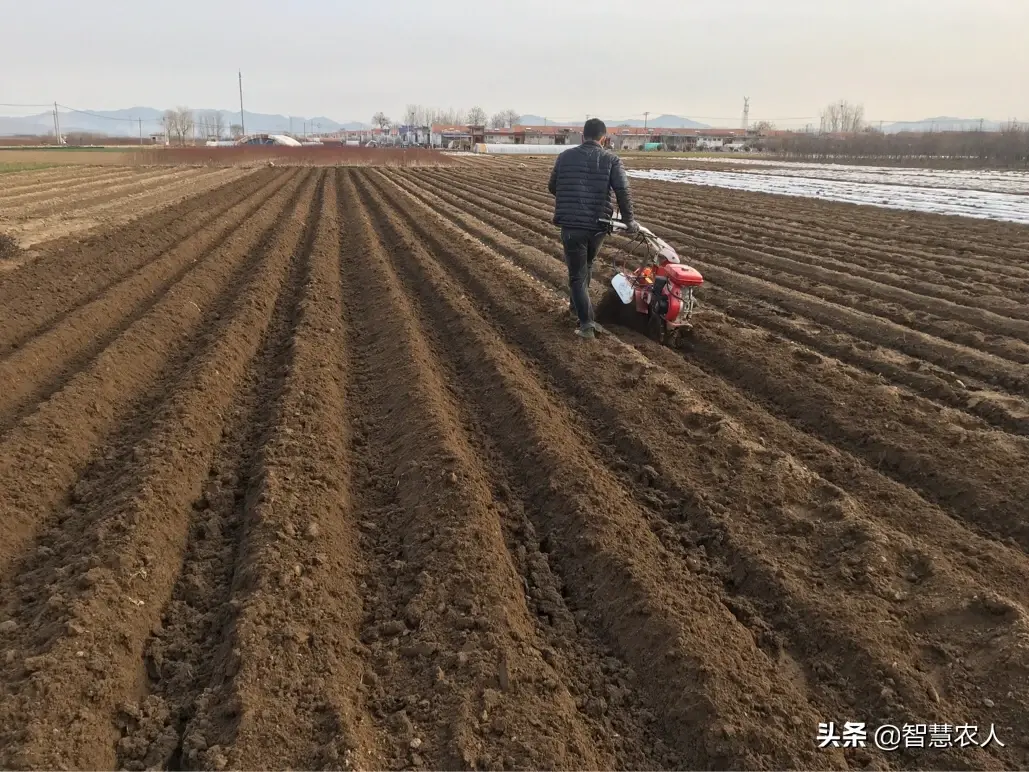 山东夏季土豆种植技术_山东土豆种植季节_土豆山东什么时候种最合适