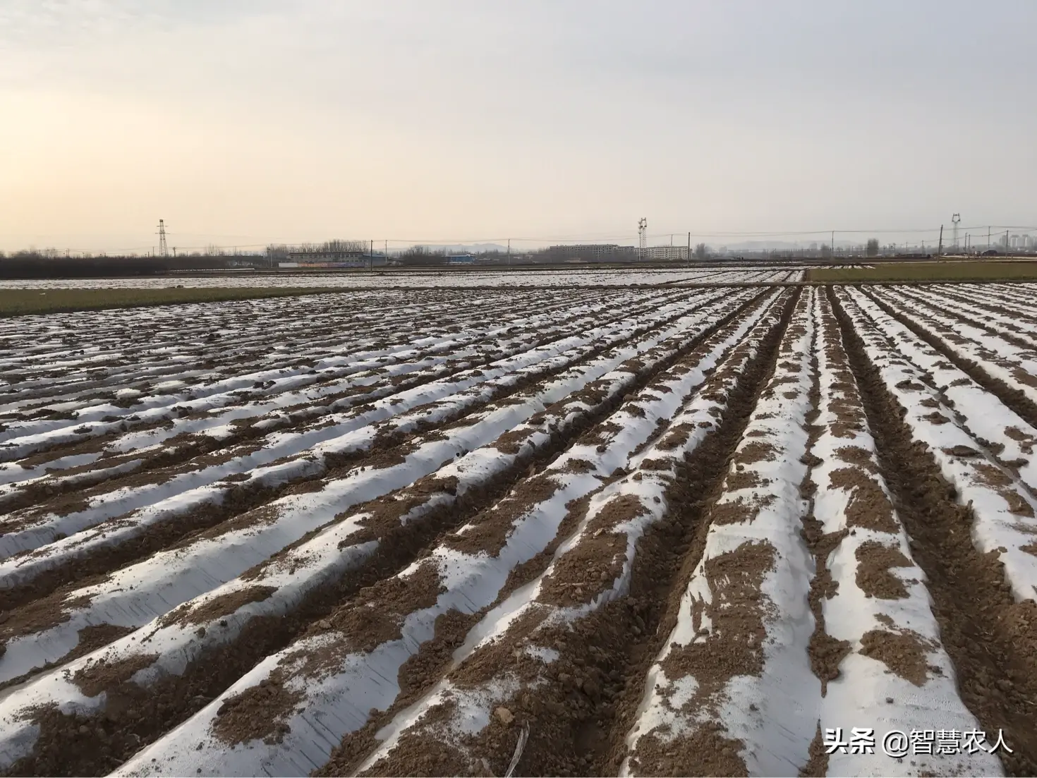 山东夏季土豆种植技术_土豆山东什么时候种最合适_山东土豆种植季节