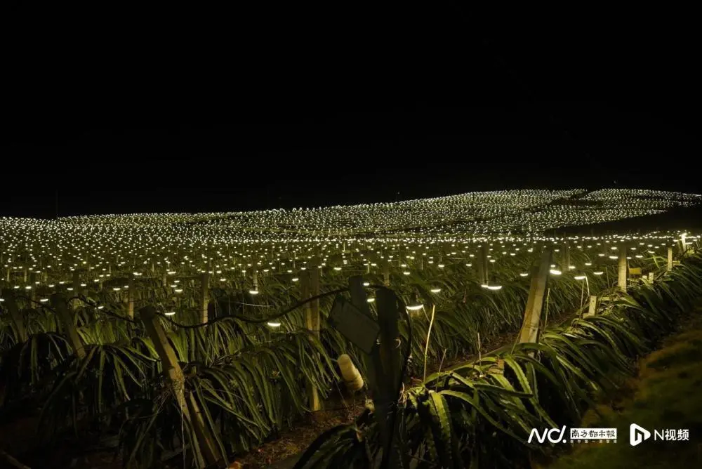 致富柑橘种植果园地址_柑橘致富果种植_种植柑橘赚钱吗