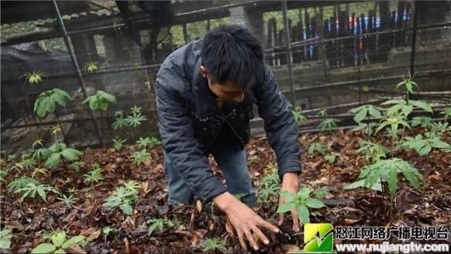 “这东西随便种两、三亩，一年纯收入就在三、四万元！”来听听这个怒江人的致富经~