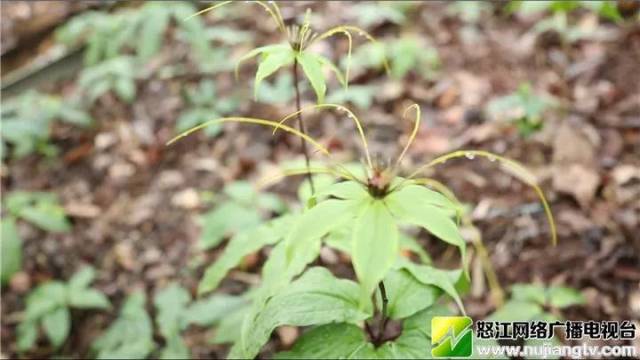 致富的标准是收入多少_致富地带_致富经一亩地收入