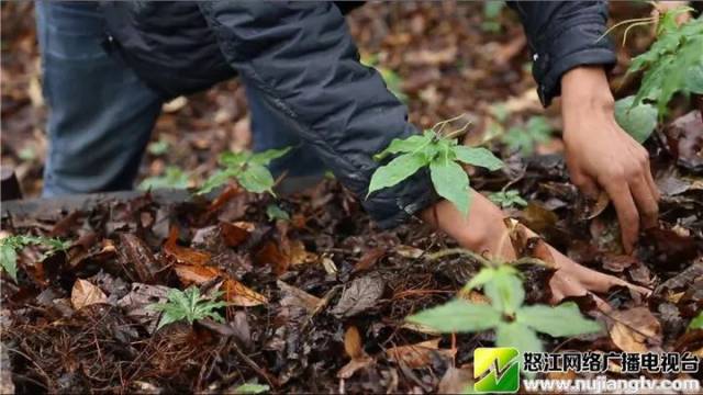 致富的标准是收入多少_致富经一亩地收入_致富地带